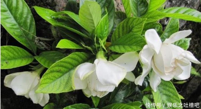 叶子|新手养栀子花,最好用“此方法”养,叶子油绿不发黄,花开满盆