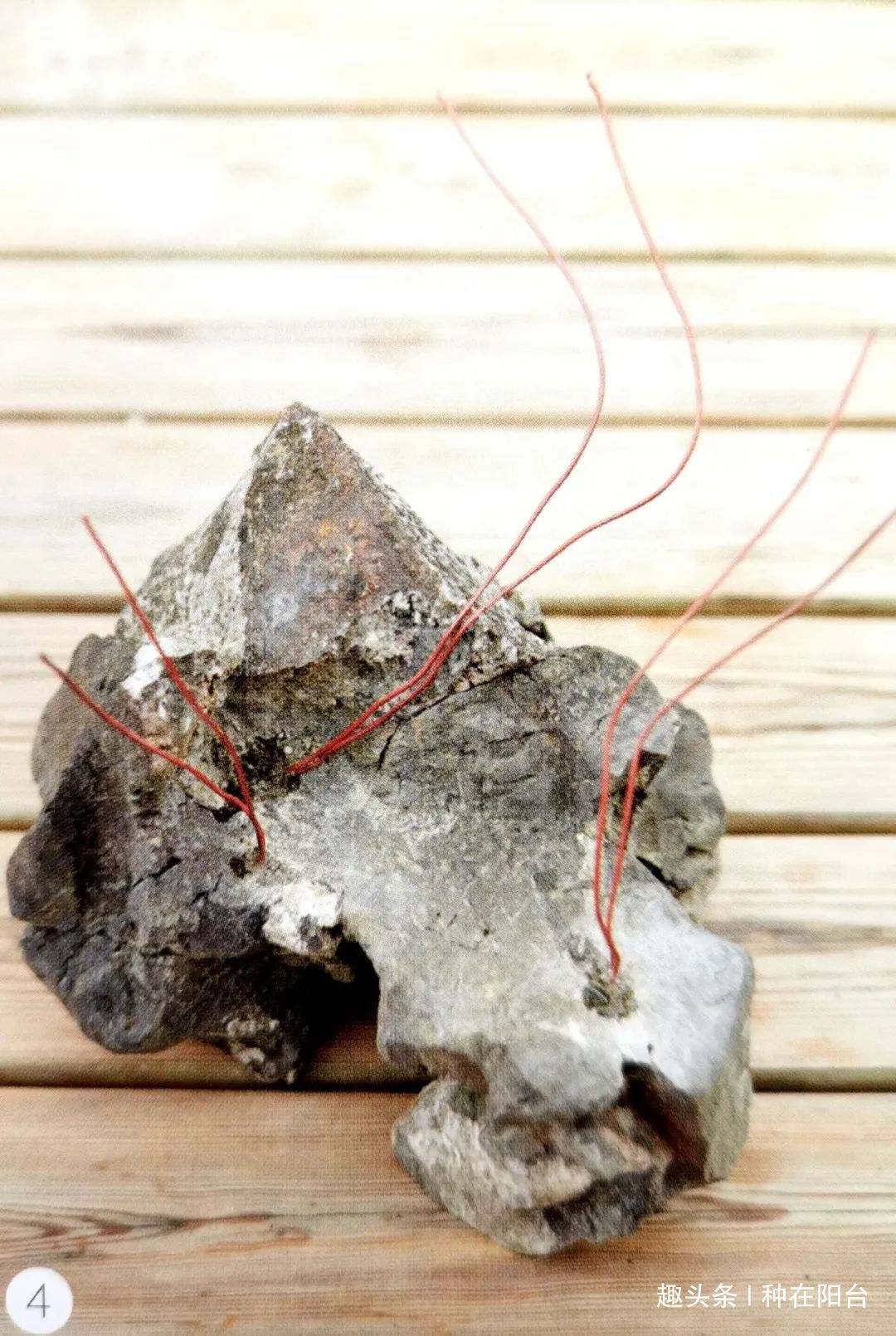 魅力|“岩石与树枝”一步步完美契合,叹服附石盆景的魅力无人能挡!