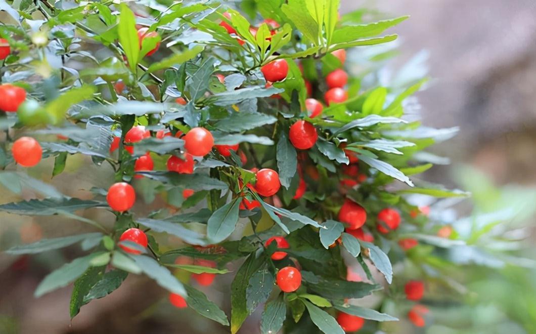 野果|5种农村常见的毒果,长相诱人但要牢记不能吃,认识不吃亏