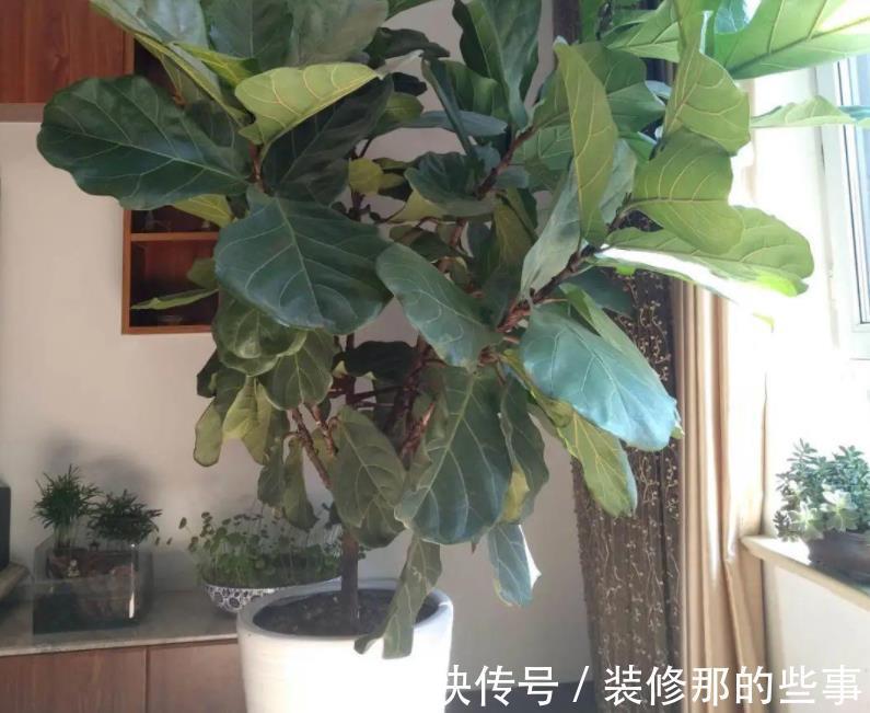 株苗|天气时冷时热，养花别急着干3件事，不然盆栽很难安然过8月