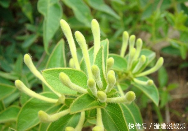 金银花泡水|金银花泡水好处多,有3类人最好不喝,避免对身体造成不利影响