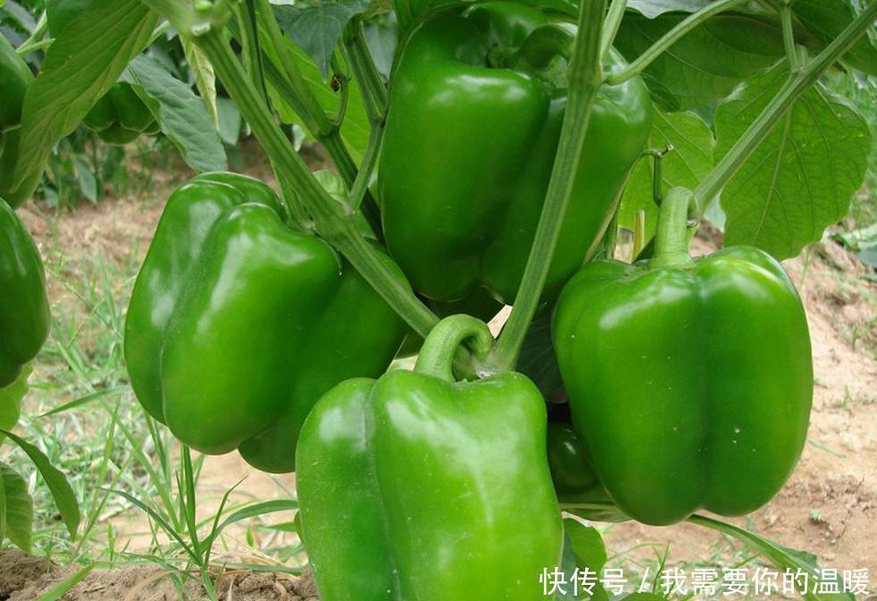 维生素c|吃青椒对人有三大好处,但是这种人却不适合吃青椒,你知道吗