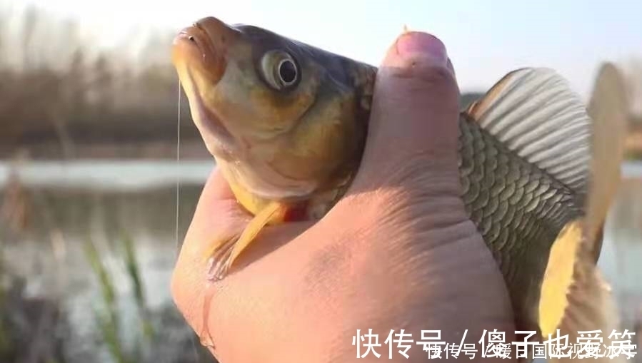 鲫鱼|话不多说,现在不试试这鲫鱼钓法就太亏了,每次收竿回家都特满足