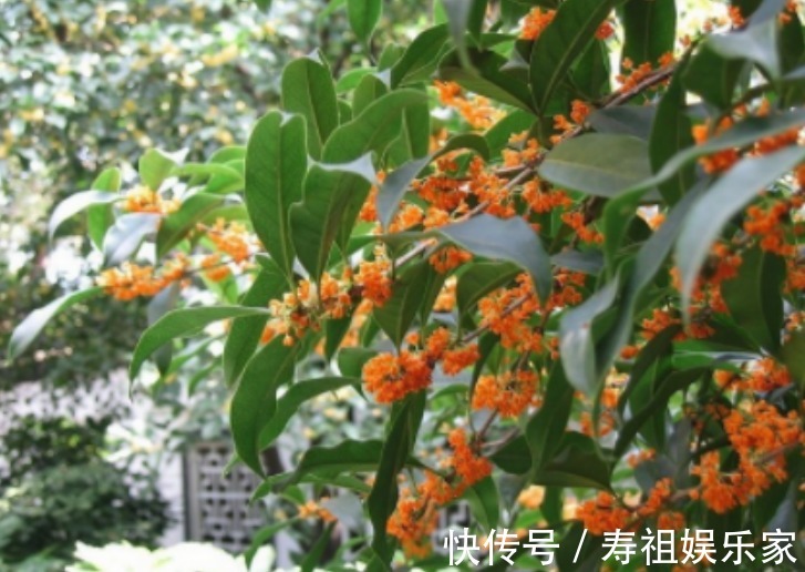 这么养桂花，阳台一小盆就开出大片金黄，香气十里外都能闻到！