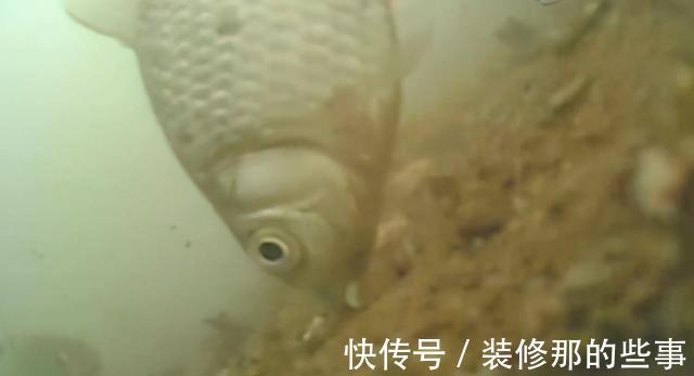 添加剂|酒米的颜色会影响鱼咬钩?实战告诉你什么样的酒米最招鱼