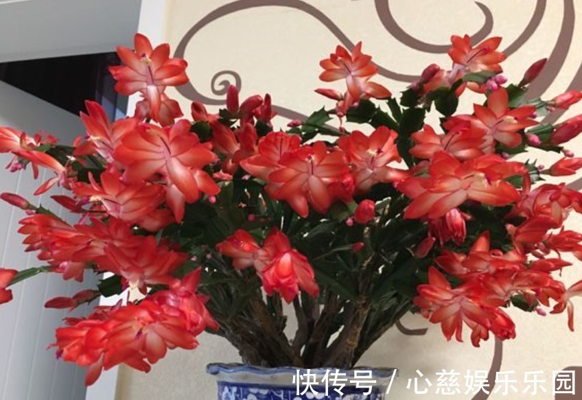 养自根蟹爪兰,常见问题有“5个”,知道原因,自己就能解决