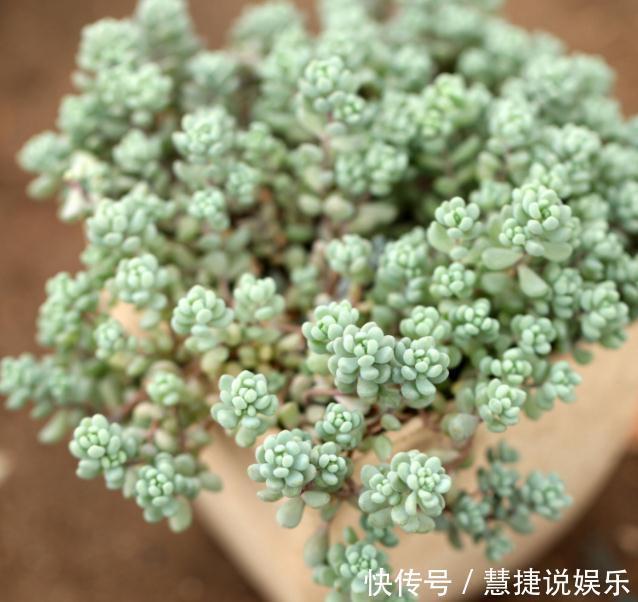 家养多肉,就养这“3种”,叶片肥、颜色艳,养成老桩,价值翻番