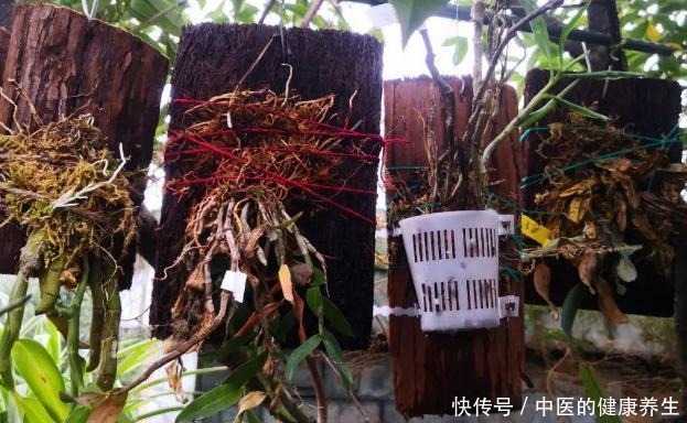 到了冬天捡些它们,开水烫烫、捂捂来养花,比肥强!