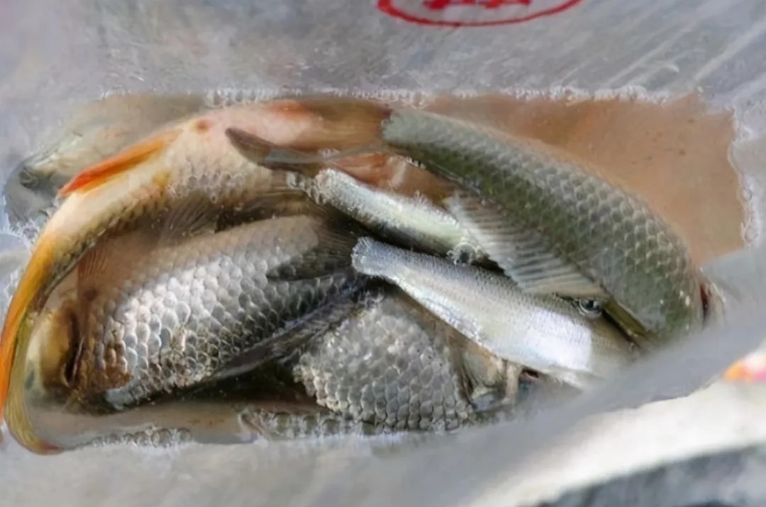 大鲫鱼怎么也不上钩?那是你没用这3招,现在试用,不信你不服