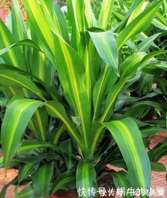 此花超漂亮,沾土就活,开花又大又艳,花香四溢!