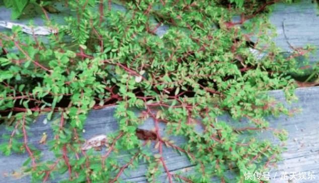 农村有1“血见愁”，最爱住墙角，遇上可别小瞧，是珍贵中草药
