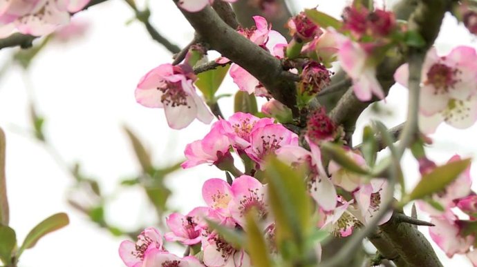 中年|綦江：初春时节赏花季 木瓜海棠俏争春