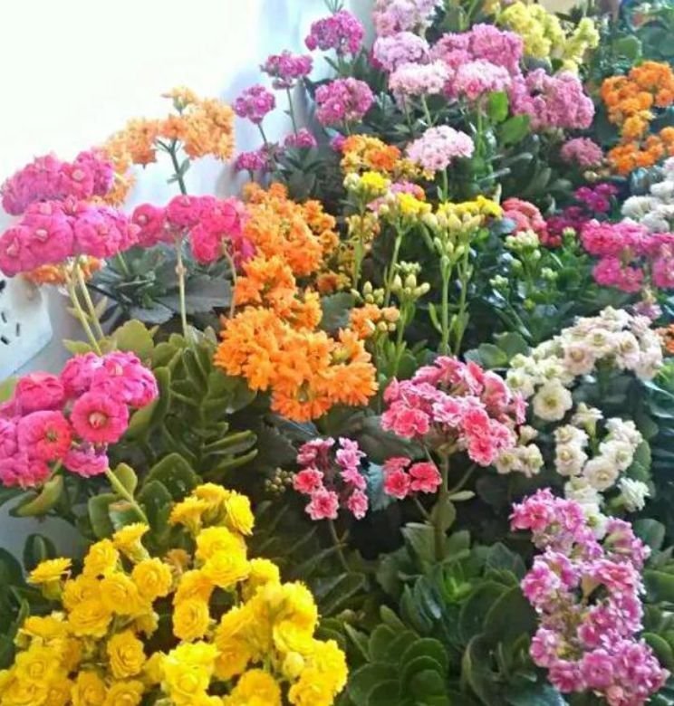 长寿花|4种花养家里,福旺运旺财更旺,家里财运亨通,旺运一整年