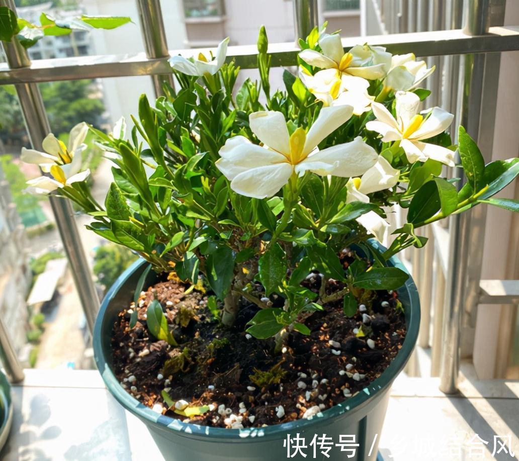 6种“小盆景”,越小越值钱,客厅养一盆,能香上几十年