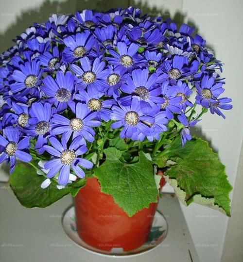 5种花，皮实好养，花朵又美又香