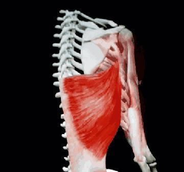 肱骨|为什么健身高手的背部厚又宽，因为都懂了这些技巧！