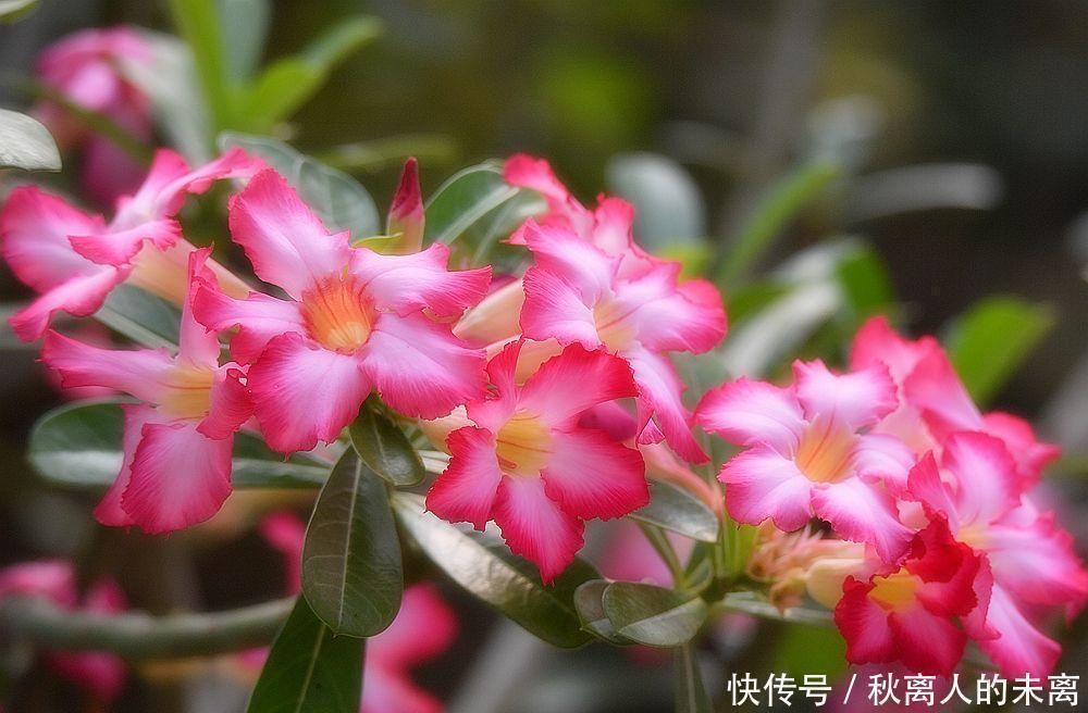 新手|这6种植株,不浇水反而爆盆,新手赶紧养起来吧