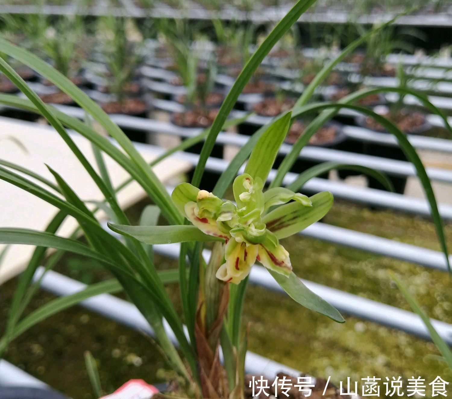 春兰的花芽在秋季破土成了超生游击队，太壮观了，只需2个神操作