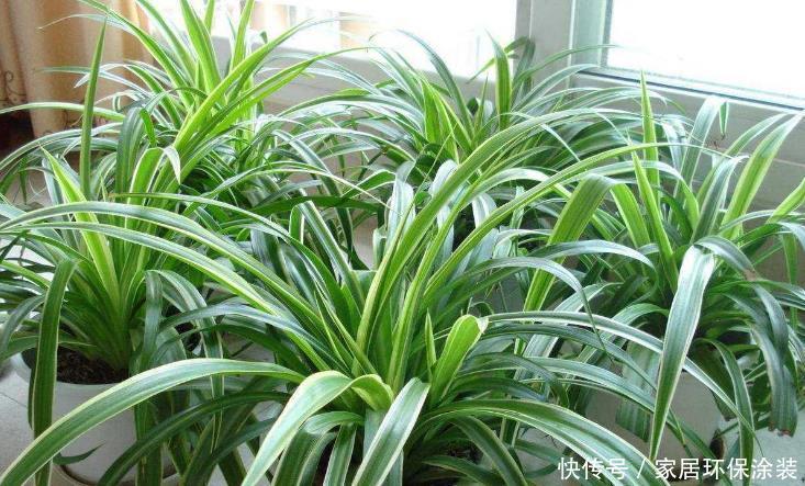 扦插|“花痴”一般有这3个习惯,你中招了吗?