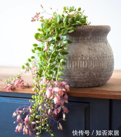 菲菲|3种高颜值长寿花,每一种都让人爱不释手,皮实好养易爆花