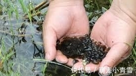 稻田里的这个野味，人称“土燕窝”，蛋白质是牛肉的2倍，别错过