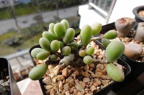 到了冬天,就对多肉不管不问?处理好3点,嗖嗖往外冒侧芽