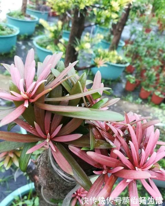 喜欢罗汉松的看过来，这个品种的罗汉松，好看还耐冻，更具观赏性