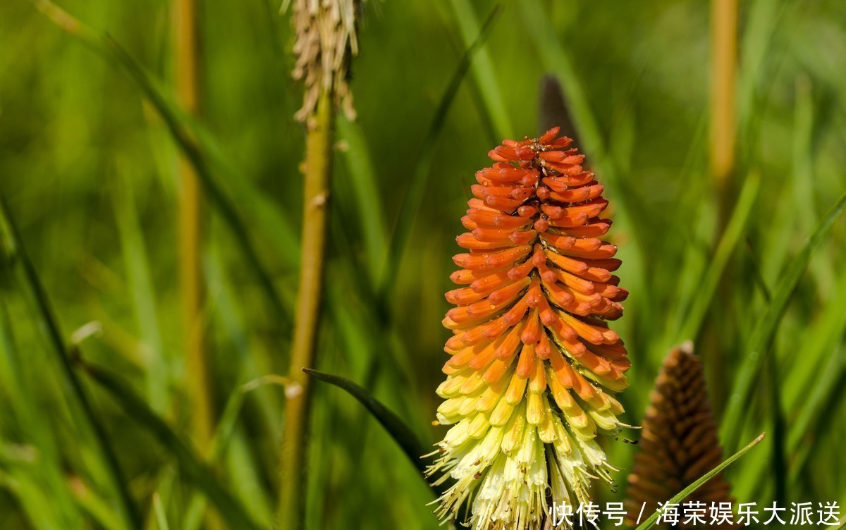 此花给人一种积极向上的寓意,气势磅礴,是一切美好的象征