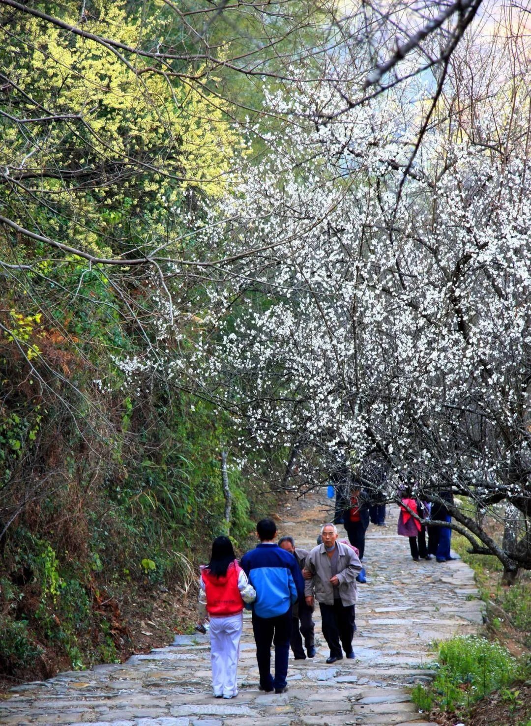 湖北人|春节，韶关人的赏花地图