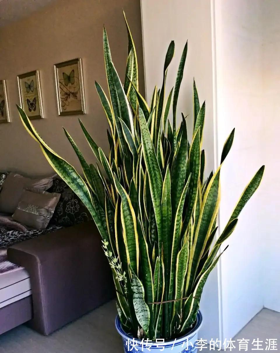 龙骨|9种花好养又吉祥,却是“穷苦命”,小盆少水多晒晒,反而长得旺