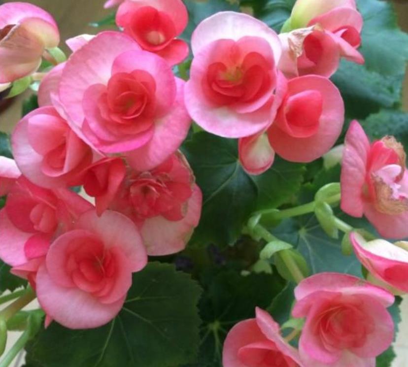 4种花超漂亮,个个美出状态,家里养一盆,招财又纳福!