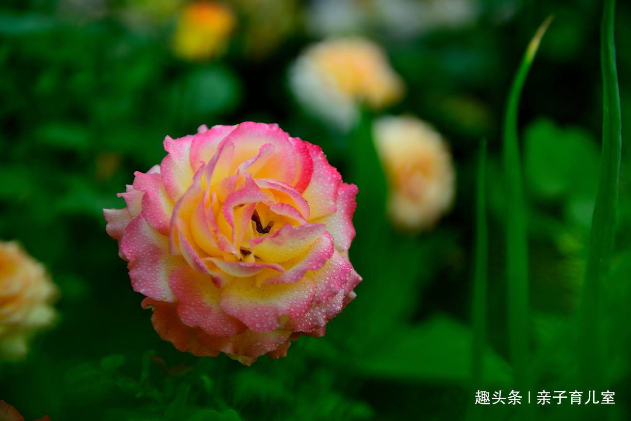 喜欢玫瑰,就养盆“玫瑰精品”亨德尔玫瑰,花开饱满,美丽诱人!