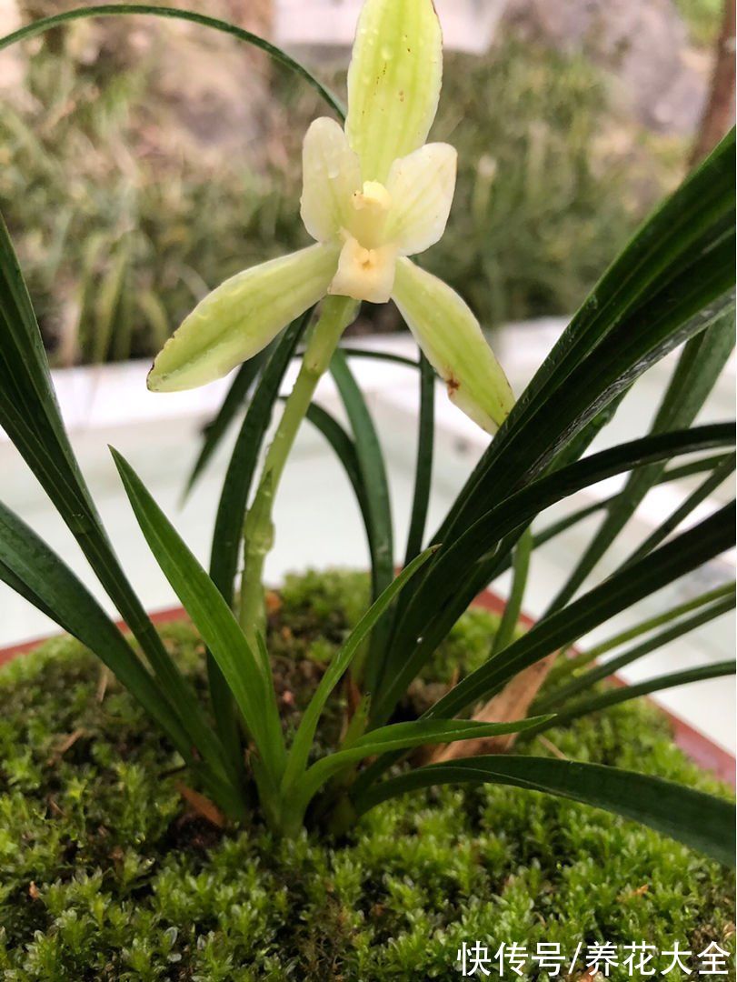 施肥|养兰花，4个误区不能进，千万别被忽悠