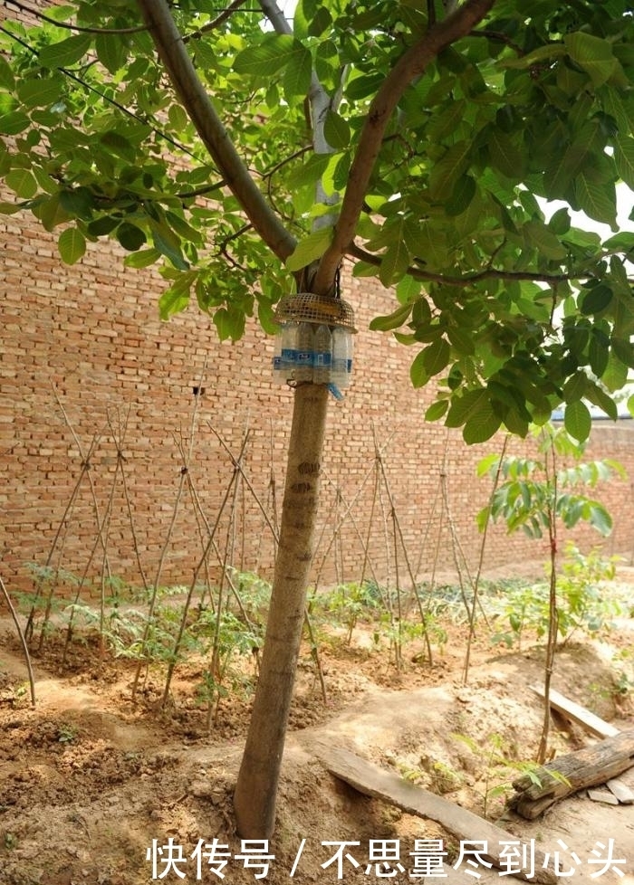 神器|八十岁老人做防偷神器, 核桃再没丢过, 网友: 爷爷还是厉害