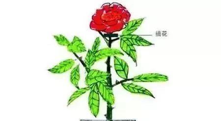 修剪|养花要“七分管、三分剪”，花卉如何修剪你一定要懂