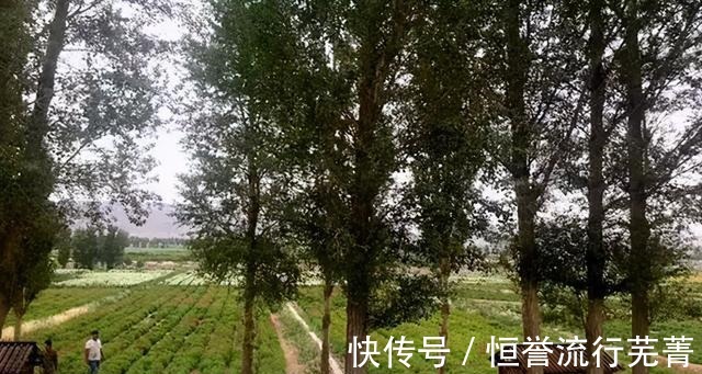 旅游|山丹旅游 ▏绚烂花海 如约而来！