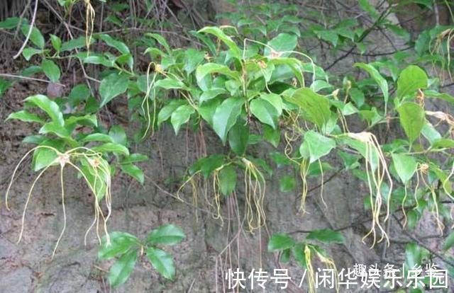 羊角拗|果实形似羊角,村里人遇见后却绕道走,这种植物有啥特别?