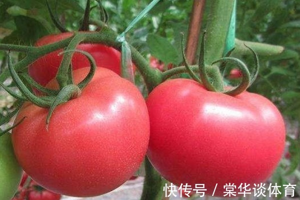 买西红柿别再乱挑了,菜农教你4个窍门,催熟的西红柿绕道走