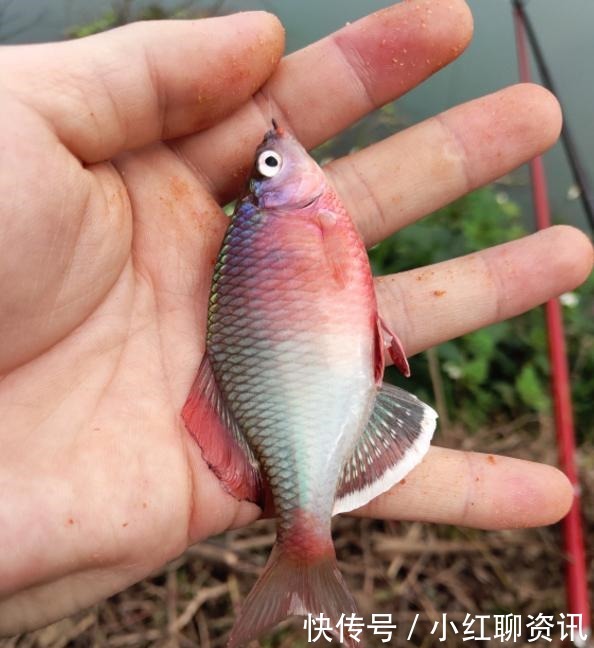 国内淡水鱼颜值最高的4种鱼,数量是越来越少了,你钓到过吗