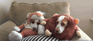 |搞笑GIF:不愧是兄弟两个,连摔跤都是这么同步,好可爱!