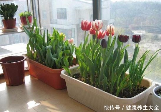 家庭养花选谁合适首选4种花,好看又好养,花期长、开花数量多!