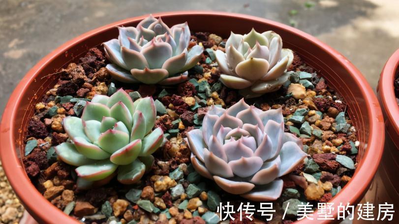 多肉|这3种扦插方式成功率高，新人肉友抓紧时间学吧，好用又好操作