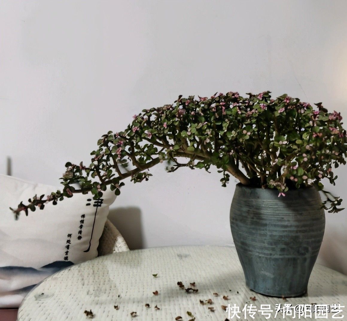 高价买的金枝玉叶，每天都在掉叶子，打眼一看是药锦，赔大了