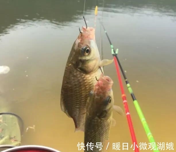 夏天|别再相信蚯蚓是万能饵了,夏天这样用饵,渔获少不了