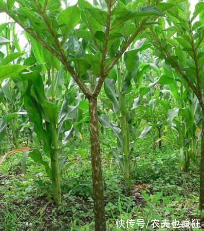 全株有毒，却种植数千年，加入草木灰一煮，味道如同吃大肥肉