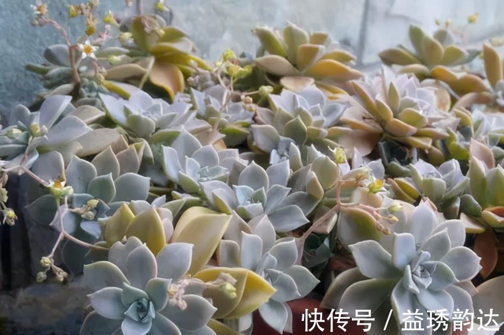 夏天|这些多肉夏天不休眠,耐热又耐晒,皮实好养状态美美哒
