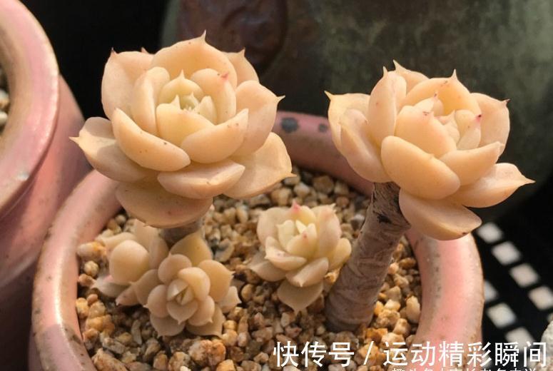 多肉圣卡洛斯,藏在鲁氏石莲背后的幽灵——粗看一样,细看却不同