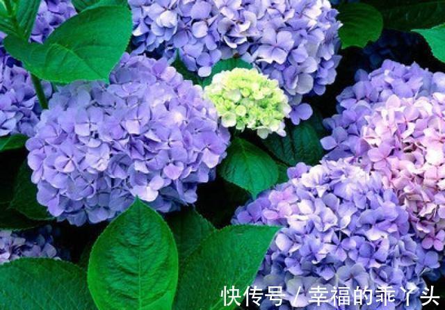 花朵|农历十一月大雪过后，养什么花？家里养3种花，合家幸福随地有财