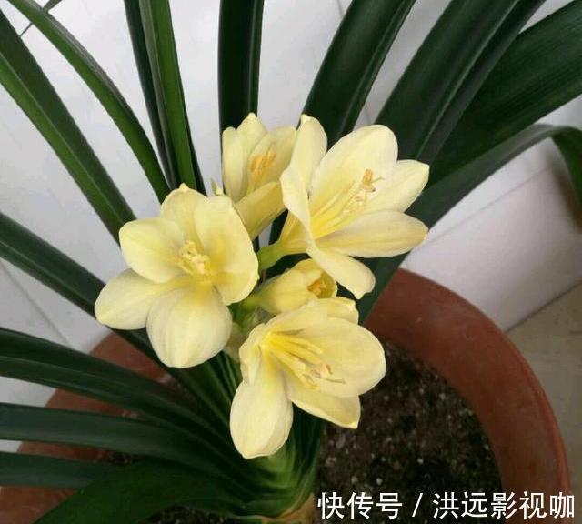 浇水|君子兰浇水4要点，掌握君子兰四季浇水技巧，开花爆盆不难