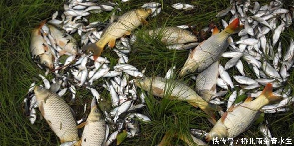 吃香|进入夏季,这些钓点变得“吃香”,底下鱼儿扎堆,不愁钓不到鱼!